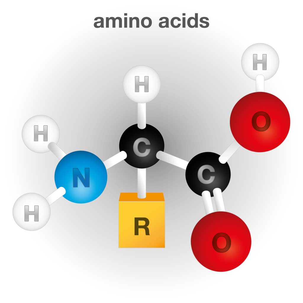 Amino Acids