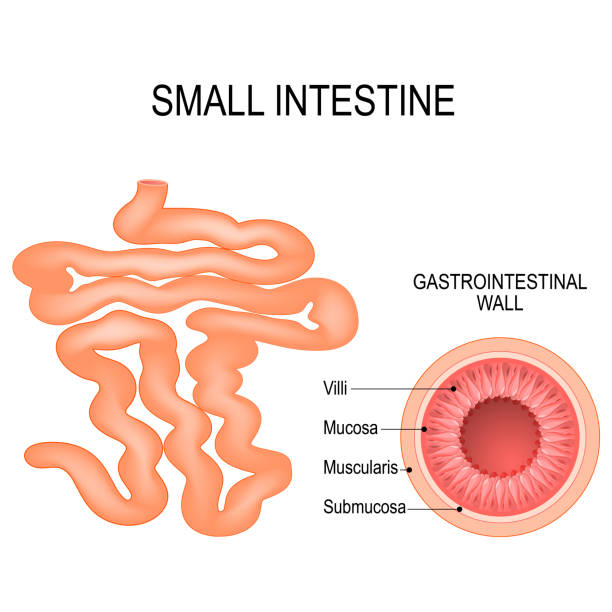 Small Intestine: Key Functions and Common Conditions