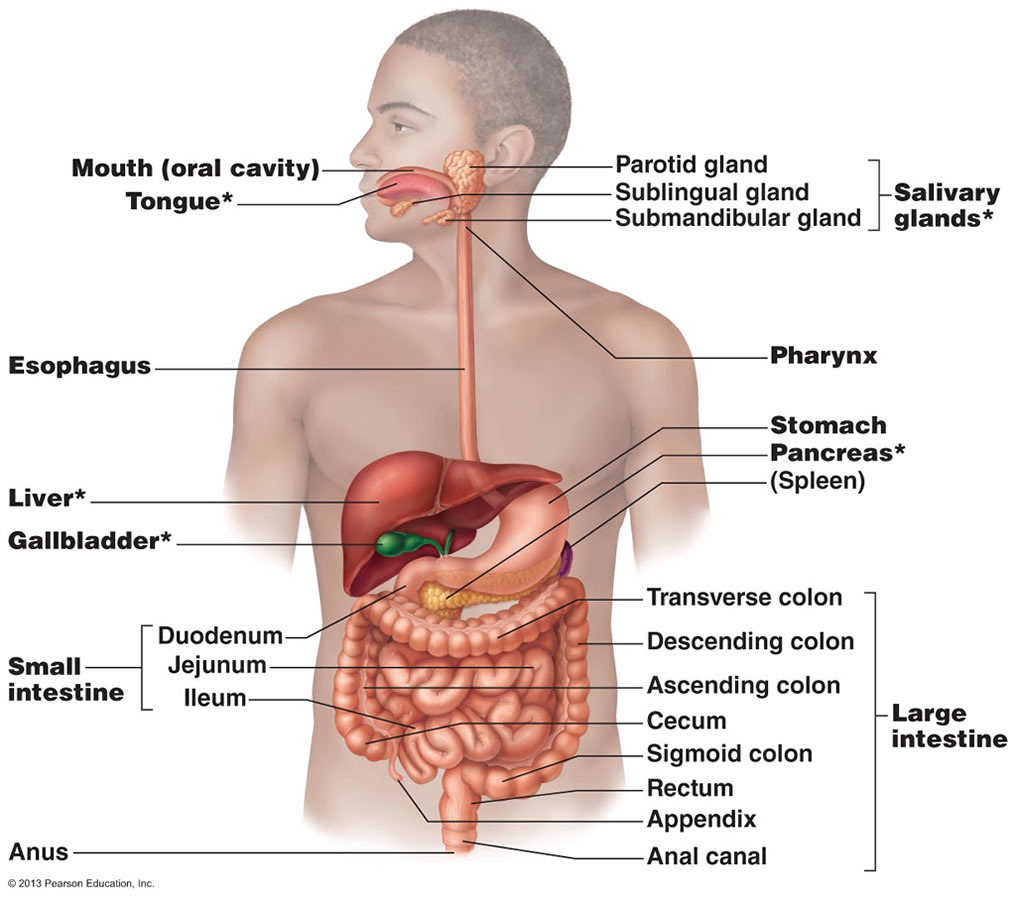 Understanding Digestive Enzymes and Their Role in Digestion